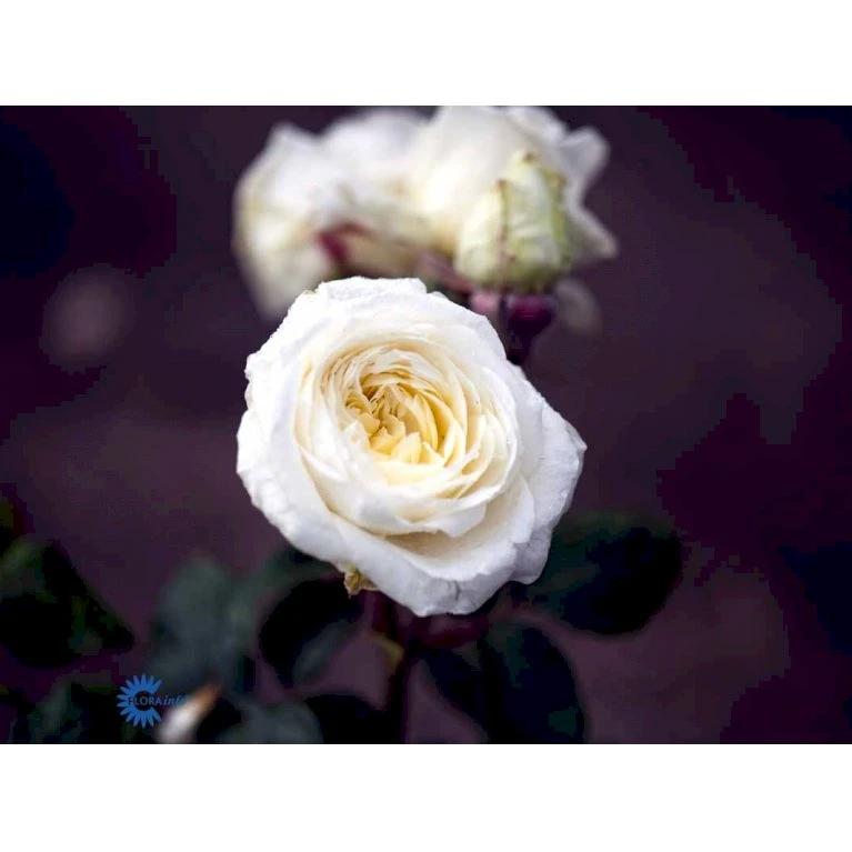 'Claus Dalby'™ Rosa X 'Claus Dalby'™ (Storblomstrende) A-Kvalitet,- Barrods Roser Min. 3 Grene 10 'Claus Dalby'™ Rosa X 'Claus Dalby'™ (Storblomstrende) A-Kvalitet,- Barrods Roser Min. 3 Grene - Image 8