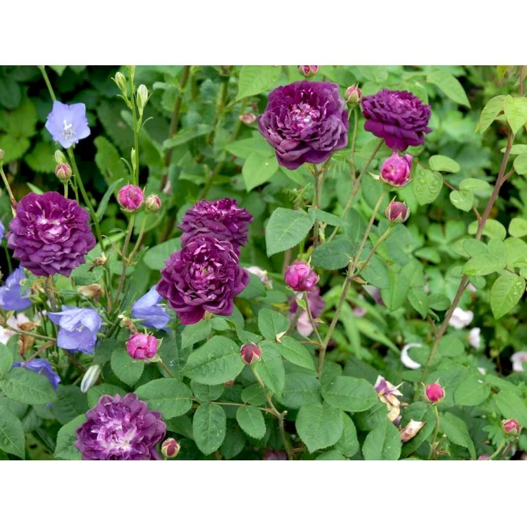 'Cardinal De Richelieu' Rosa Gallica 'Cardinal De Richelieu' (Gallicarose) A-Kvalitet,- Barrods Roser Min. 3 Grene 7 'Cardinal De Richelieu' Rosa Gallica 'Cardinal De Richelieu' (Gallicarose) A-Kvalitet,- Barrods Roser Min. 3 Grene - Image 5