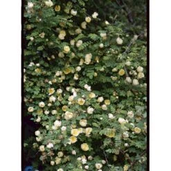 Gul Kinarose Rosa Hugonis (Hugo-rose) A-Kvalitet,- Barrods Roser Min. 3 Grene 10 Gul Kinarose Rosa Hugonis (Hugo-rose) A-Kvalitet,- Barrods Roser Min. 3 Grene -Planter Salgsbutik fi5477 rosa hugonis 9c69