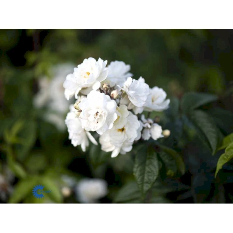 'Waterloo' Rosa X 'Waterloo' (Buskrose) A-Kvalitet,- Barrods Roser Min. 3 Grene 5 'Waterloo' Rosa X 'Waterloo' (Buskrose) A-Kvalitet,- Barrods Roser Min. 3 Grene - Image 3