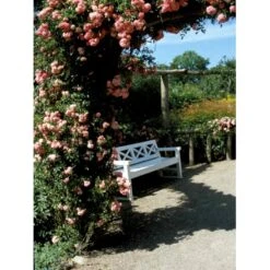 'Dorothy Perkins' Rosa Wichuraiana 'Dorothy Perkins' (Slyngrose) A-Kvalitet,- Barrods Roser Min. 3 Grene 9 'Dorothy Perkins' Rosa Wichuraiana 'Dorothy Perkins' (Slyngrose) A-Kvalitet,- Barrods Roser Min. 3 Grene -Planter Salgsbutik fi5602 rosa wichuraiana dorothy perkins b024