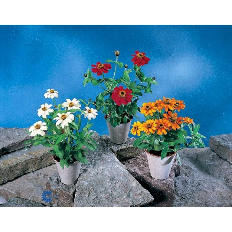 Frøkenhat 'Sunbow Mixed' Zinnia Elegans 'Sunbow Mixed' Pose Med Frø Eller Løg 6 Frøkenhat 'Sunbow Mixed' Zinnia Elegans 'Sunbow Mixed' Pose Med Frø Eller Løg - Image 4