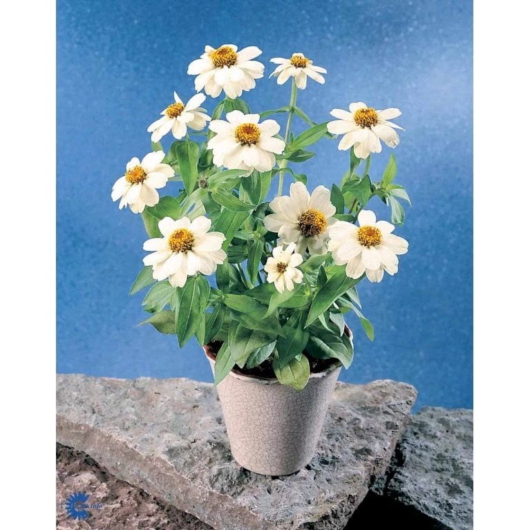 Frøkenhat 'Sunbow Mixed' Zinnia Elegans 'Sunbow Mixed' Pose Med Frø Eller Løg 7 Frøkenhat 'Sunbow Mixed' Zinnia Elegans 'Sunbow Mixed' Pose Med Frø Eller Løg - Image 5