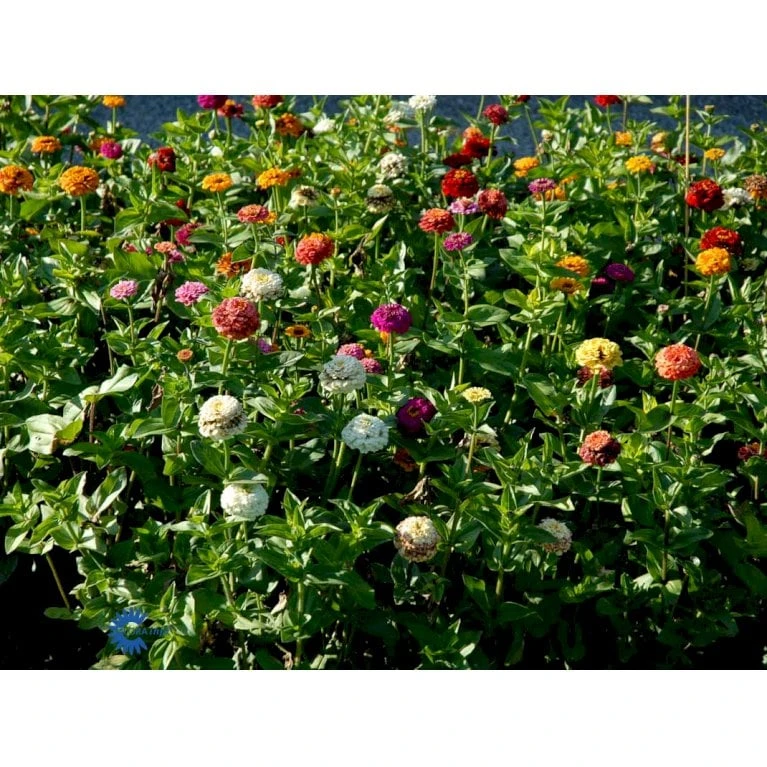 Frøkenhat 'Sunbow Mixed' Zinnia Elegans 'Sunbow Mixed' Pose Med Frø Eller Løg 5 Frøkenhat 'Sunbow Mixed' Zinnia Elegans 'Sunbow Mixed' Pose Med Frø Eller Løg - Image 3