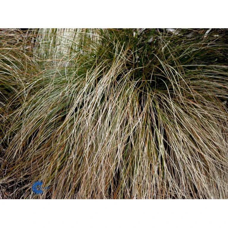 Star 'Prairie Fire' Carex Testacea 'Prairie Fire' Potte 2 Liter. 5 Star 'Prairie Fire' Carex Testacea 'Prairie Fire' Potte 2 Liter. - Image 4