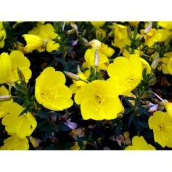 Natlys 'Hohes Licht' Oenothera Tetragona 'Hohes Licht' 1 Liter Potte -Planter Salgsbutik mi10002 oenothera fruticosa hohes licht 1af9