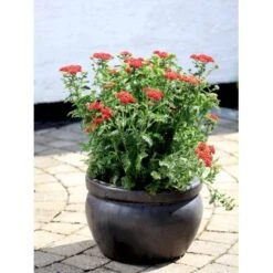 Røllike 'Red Velvet’ Achillea Millefolium ‘Red Velvet’ 1 Liter Potte 7 Røllike 'Red Velvet’ Achillea Millefolium ‘Red Velvet’ 1 Liter Potte -Planter Salgsbutik mi10156 achillea millefolium red velvet 099d