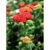 Røllike 'Red Velvet’ Achillea Millefolium ‘Red Velvet’ 1 Liter Potte 2 Røllike 'Red Velvet’ Achillea Millefolium ‘Red Velvet’ 1 Liter Potte -Planter Salgsbutik mi10156 achillea millefolium red velvet 80b0