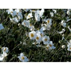 Høstanemone 'Honorine Jobert' Anemone Japonica 'Honorine Jobert' 1 Liter Potte 13 Høstanemone 'Honorine Jobert' Anemone Japonica 'Honorine Jobert' 1 Liter Potte -Planter Salgsbutik mi10365 anemone x hybrida honorine jobert 534f