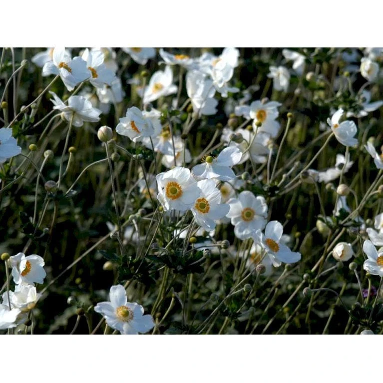 Høstanemone 'Honorine Jobert' Anemone Japonica 'Honorine Jobert' 1 Liter Potte 8 Høstanemone 'Honorine Jobert' Anemone Japonica 'Honorine Jobert' 1 Liter Potte - Image 6