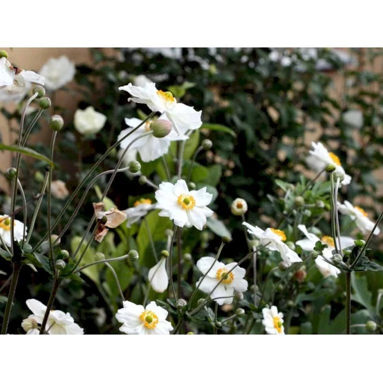 Høstanemone 'Honorine Jobert' Anemone Japonica 'Honorine Jobert' 1 Liter Potte 5 Høstanemone 'Honorine Jobert' Anemone Japonica 'Honorine Jobert' 1 Liter Potte - Image 3