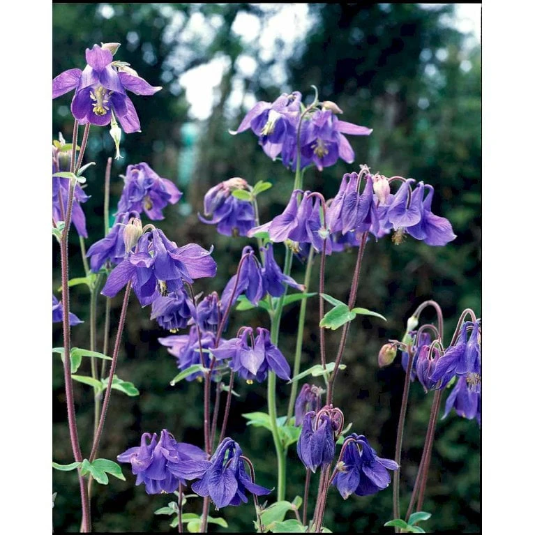 Alpeakeleje Aquilegia Alpina 1 Liter Potte 5 Alpeakeleje Aquilegia Alpina 1 Liter Potte - Image 3