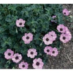 Storkenæb 'Ballerina' Geranium Cinereum 'Ballerina' 10 Cm. Potte 23 Storkenæb 'Ballerina' Geranium Cinereum 'Ballerina' 10 Cm. Potte -Planter Salgsbutik mi1053 geranium cinereum ballerina 1197