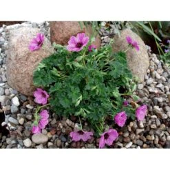 Storkenæb 'Ballerina' Geranium Cinereum 'Ballerina' 10 Cm. Potte 17 Storkenæb 'Ballerina' Geranium Cinereum 'Ballerina' 10 Cm. Potte -Planter Salgsbutik mi1053 geranium cinereum ballerina 4bd2