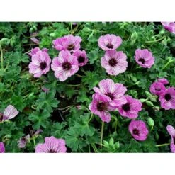 Storkenæb 'Ballerina' Geranium Cinereum 'Ballerina' 10 Cm. Potte 16 Storkenæb 'Ballerina' Geranium Cinereum 'Ballerina' 10 Cm. Potte -Planter Salgsbutik mi1053 geranium cinereum ballerina 53eb