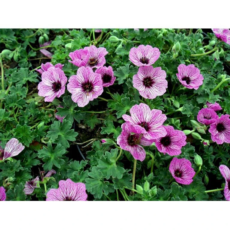Storkenæb 'Ballerina' Geranium Cinereum 'Ballerina' 10 Cm. Potte 6 Storkenæb 'Ballerina' Geranium Cinereum 'Ballerina' 10 Cm. Potte - Image 4