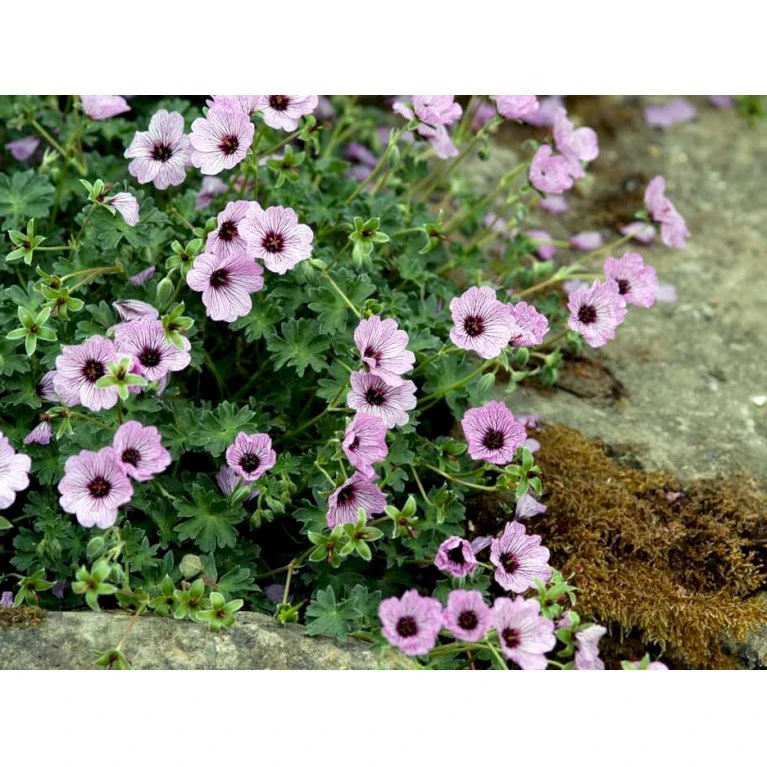 Storkenæb 'Ballerina' Geranium Cinereum 'Ballerina' 10 Cm. Potte 10 Storkenæb 'Ballerina' Geranium Cinereum 'Ballerina' 10 Cm. Potte - Image 8