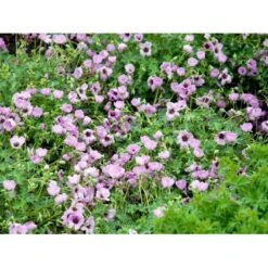 Storkenæb 'Ballerina' Geranium Cinereum 'Ballerina' 10 Cm. Potte 19 Storkenæb 'Ballerina' Geranium Cinereum 'Ballerina' 10 Cm. Potte -Planter Salgsbutik mi1053 geranium cinereum ballerina 73a4