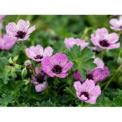 Storkenæb 'Ballerina' Geranium Cinereum 'Ballerina' 10 Cm. Potte 21 Storkenæb 'Ballerina' Geranium Cinereum 'Ballerina' 10 Cm. Potte -Planter Salgsbutik mi1053 geranium cinereum ballerina e792