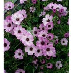 Storkenæb 'Ballerina' Geranium Cinereum 'Ballerina' 10 Cm. Potte 18 Storkenæb 'Ballerina' Geranium Cinereum 'Ballerina' 10 Cm. Potte -Planter Salgsbutik mi1053 geranium cinereum ballerina f51a