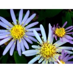 Japansk Asters 'Asran' Aster Ageratoides 'Asran' 1 Liter Potte -Planter Salgsbutik mi10543 aster ageratoides asran 16e7