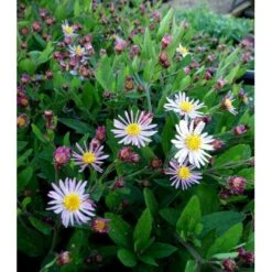 Japansk Asters 'Asran' Aster Ageratoides 'Asran' 1 Liter Potte -Planter Salgsbutik mi10543 aster ageratoides asran 1cce