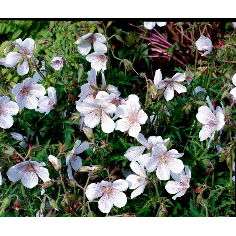 Storkenæb 'Kashmir White' Geranium Clarkei 'Kashmir White' 1 Liter Potte 6 Storkenæb 'Kashmir White' Geranium Clarkei 'Kashmir White' 1 Liter Potte - Image 4