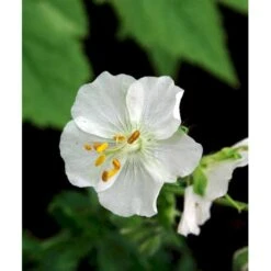 Bølgekronet Storkenæb 'Album' Geranium Phaeum 'Album' 1 Liter Potte 12 Bølgekronet Storkenæb 'Album' Geranium Phaeum 'Album' 1 Liter Potte -Planter Salgsbutik mi1068 geranium phaeum album 515a