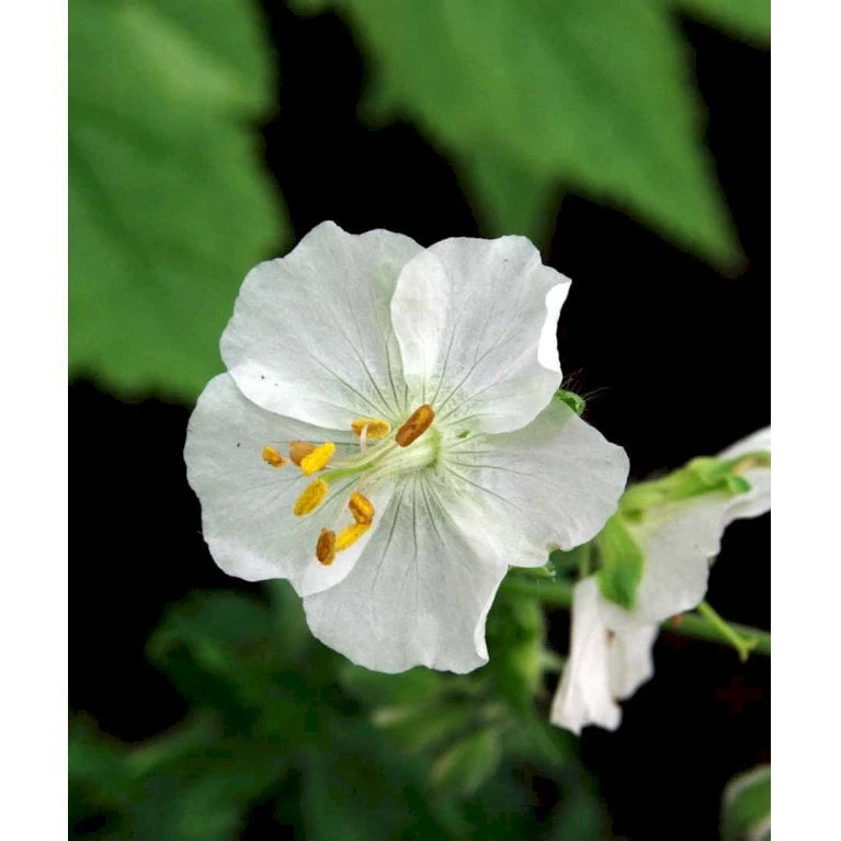 Bølgekronet Storkenæb 'Album' Geranium Phaeum 'Album' 1 Liter Potte 7 Bølgekronet Storkenæb 'Album' Geranium Phaeum 'Album' 1 Liter Potte - Image 5