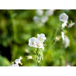 Bølgekronet Storkenæb 'Album' Geranium Phaeum 'Album' 1 Liter Potte 10 Bølgekronet Storkenæb 'Album' Geranium Phaeum 'Album' 1 Liter Potte -Planter Salgsbutik mi1068 geranium phaeum album 581e