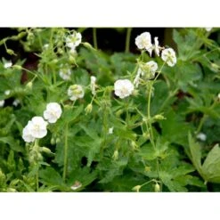 Bølgekronet Storkenæb 'Album' Geranium Phaeum 'Album' 1 Liter Potte 13 Bølgekronet Storkenæb 'Album' Geranium Phaeum 'Album' 1 Liter Potte -Planter Salgsbutik mi1068 geranium phaeum album 6fb0