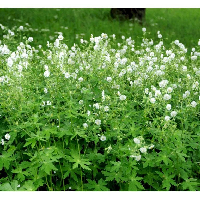 Bølgekronet Storkenæb 'Album' Geranium Phaeum 'Album' 1 Liter Potte 6 Bølgekronet Storkenæb 'Album' Geranium Phaeum 'Album' 1 Liter Potte - Image 4