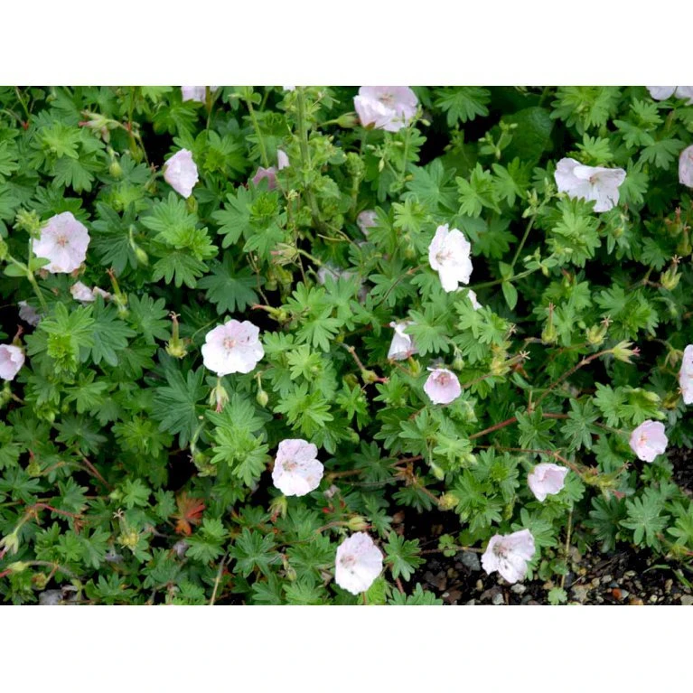 Blodrød Storkenæb 'Apfelblüte' Geranium Sanguineum 'Apfelblüte' 10 Cm. Potte 8 Blodrød Storkenæb 'Apfelblüte' Geranium Sanguineum 'Apfelblüte' 10 Cm. Potte - Image 6