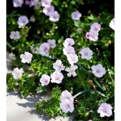 Blodrød Storkenæb 'Apfelblüte' Geranium Sanguineum 'Apfelblüte' 10 Cm. Potte