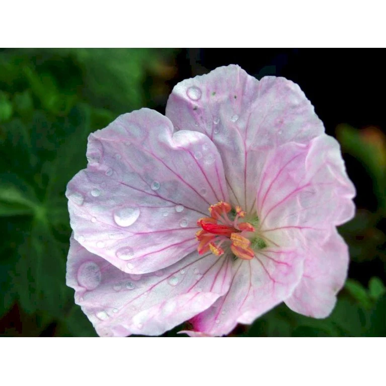 Blodrød Storkenæb 'Apfelblüte' Geranium Sanguineum 'Apfelblüte' 10 Cm. Potte 6 Blodrød Storkenæb 'Apfelblüte' Geranium Sanguineum 'Apfelblüte' 10 Cm. Potte - Image 4
