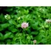 Stjerneskærm Astrantia Maxima 1 Liter Potte -Planter Salgsbutik mi10744 astrantia maxima a7c2