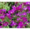 Blåpude Aubrieta Gracilis 'Kitte' 10 Cm. Potte 1 Blåpude Aubrieta Gracilis 'Kitte' 10 Cm. Potte -Planter Salgsbutik mi10781 aubrieta gracilis kitte 85d6