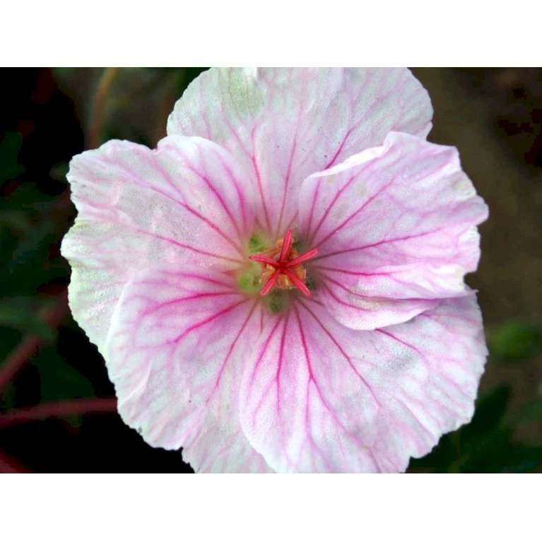 Blodrød Storkenæb 'Striatum' Geranium Sanguineum Var. Striatum 10 Cm. Potte 3 Blodrød Storkenæb 'Striatum' Geranium Sanguineum Var. Striatum 10 Cm. Potte