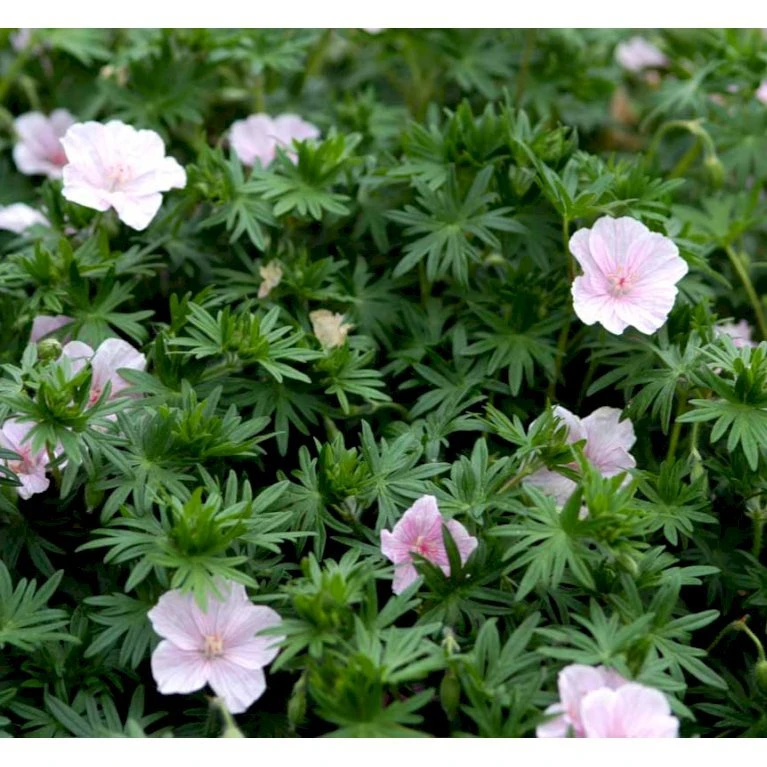 Blodrød Storkenæb 'Striatum' Geranium Sanguineum Var. Striatum 10 Cm. Potte 5 Blodrød Storkenæb 'Striatum' Geranium Sanguineum Var. Striatum 10 Cm. Potte - Image 3