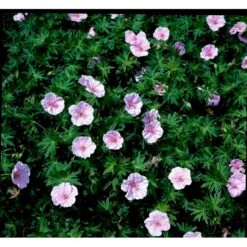 Blodrød Storkenæb 'Striatum' Geranium Sanguineum Var. Striatum 10 Cm. Potte 9 Blodrød Storkenæb 'Striatum' Geranium Sanguineum Var. Striatum 10 Cm. Potte -Planter Salgsbutik mi1081 geranium sanguineum var striatum 63af