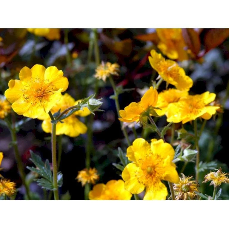 Bjerg-Nellikerod 'Diana' Geum Montanum 'Diana' 1 Liter Potte 8 Bjerg-Nellikerod 'Diana' Geum Montanum 'Diana' 1 Liter Potte - Image 6