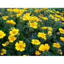 Bjerg-Nellikerod 'Diana' Geum Montanum 'Diana' 1 Liter Potte 11 Bjerg-Nellikerod 'Diana' Geum Montanum 'Diana' 1 Liter Potte -Planter Salgsbutik mi1087 geum montanum diana 419e