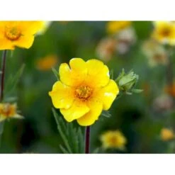 Bjerg-Nellikerod 'Diana' Geum Montanum 'Diana' 1 Liter Potte 12 Bjerg-Nellikerod 'Diana' Geum Montanum 'Diana' 1 Liter Potte -Planter Salgsbutik mi1087 geum montanum diana 8fe9