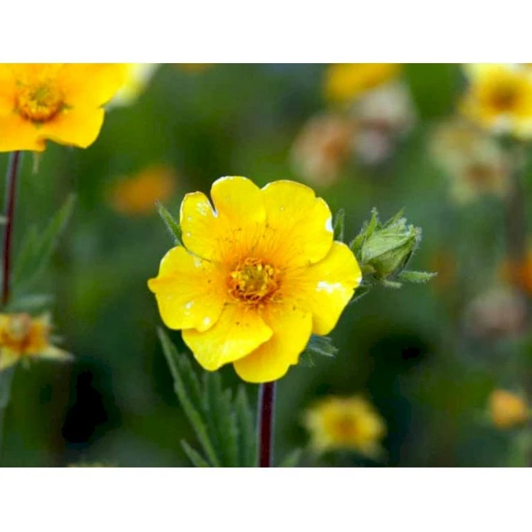 Bjerg-Nellikerod 'Diana' Geum Montanum 'Diana' 1 Liter Potte 7 Bjerg-Nellikerod 'Diana' Geum Montanum 'Diana' 1 Liter Potte - Image 5