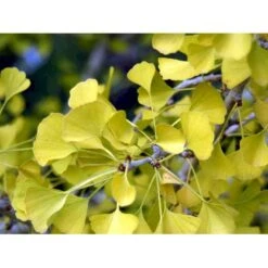 Tempeltræ Ginkgo Biloba Potte 7,5 Liter 175-200 Cm. 15 Tempeltræ Ginkgo Biloba Potte 7,5 Liter 175-200 Cm. -Planter Salgsbutik mi1094 ginkgo biloba 5120