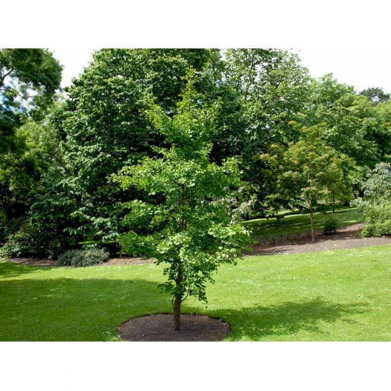 Tempeltræ Ginkgo Biloba Potte 7,5 Liter 175-200 Cm. 6 Tempeltræ Ginkgo Biloba Potte 7,5 Liter 175-200 Cm. - Image 4