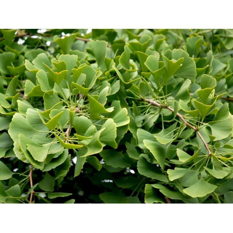 Tempeltræ Ginkgo Biloba Potte 7,5 Liter 175-200 Cm. 3 Tempeltræ Ginkgo Biloba Potte 7,5 Liter 175-200 Cm.