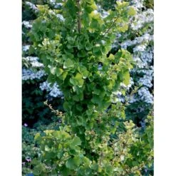 Tempeltræ 'Globus' Ginkgo Biloba 'Globus' Opstammet 50 Cm. 5 Liter Potte