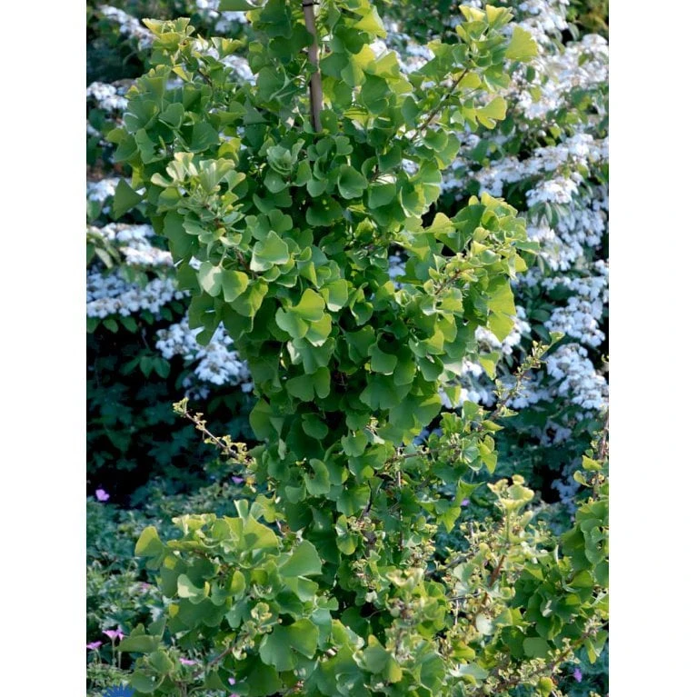 Tempeltræ 'Globus' Ginkgo Biloba 'Globus' Opstammet 50 Cm. 5 Liter Potte 3 Tempeltræ 'Globus' Ginkgo Biloba 'Globus' Opstammet 50 Cm. 5 Liter Potte