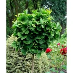 Kugle-Tempeltræ 'Mariken' Ginkgo Biloba 'Mariken' Opstammet 60 Cm. 7,5 Liter Potte 10 Kugle-Tempeltræ 'Mariken' Ginkgo Biloba 'Mariken' Opstammet 60 Cm. 7,5 Liter Potte -Planter Salgsbutik mi1109 ginkgo biloba mariken 3769